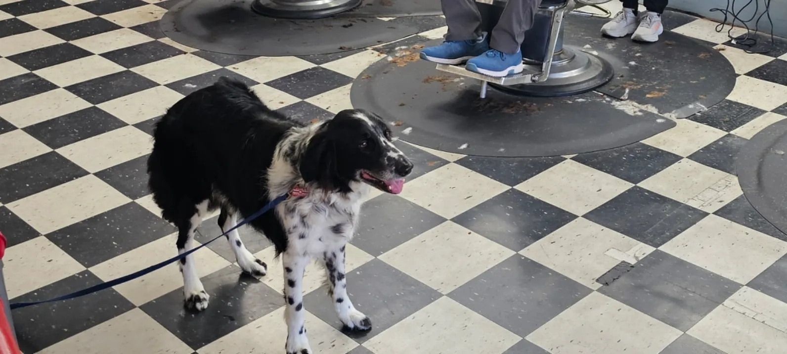 Black-and-white checkerboard floor inside the shop, with a black-and-white dog on a leash in front of a barber chair on a rubber mat